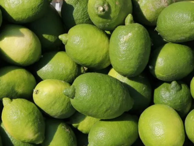 TİGEM 1010 ton interdonato limon satacak