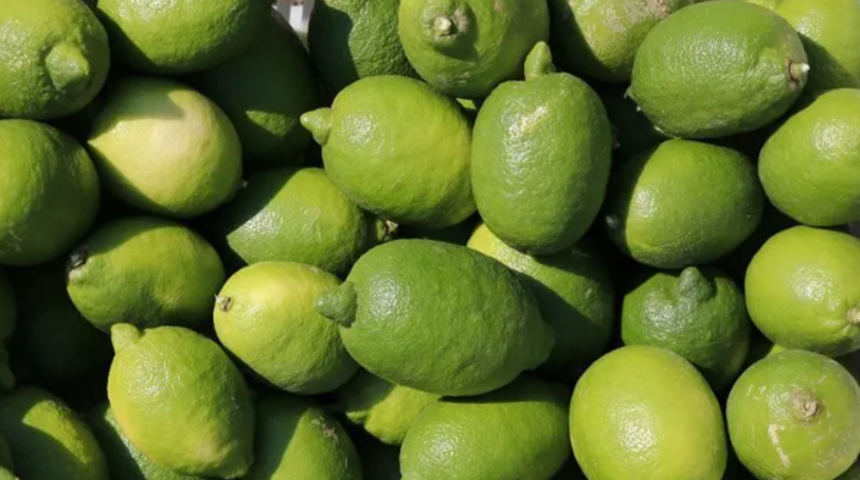 TİGEM 1010 ton interdonato limon satacak