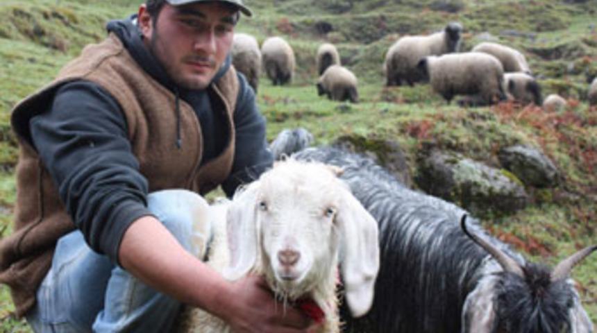 A&ccedil; kurtlar koyun s&uuml;r&uuml;s&uuml;ne saldırdı