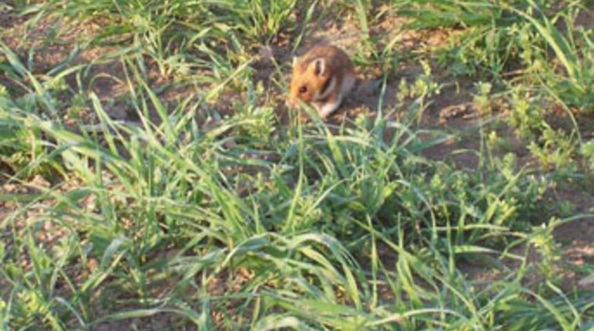 İl Tarım Müdürlüğü'nden fare uyarısı
