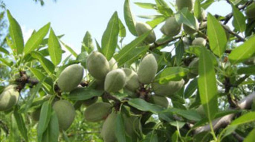 Tarsus'a California bademi