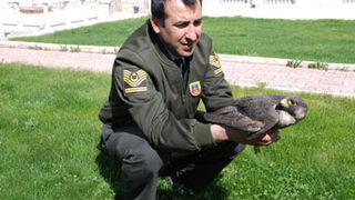 Yaralı şahine jandarma şefkati