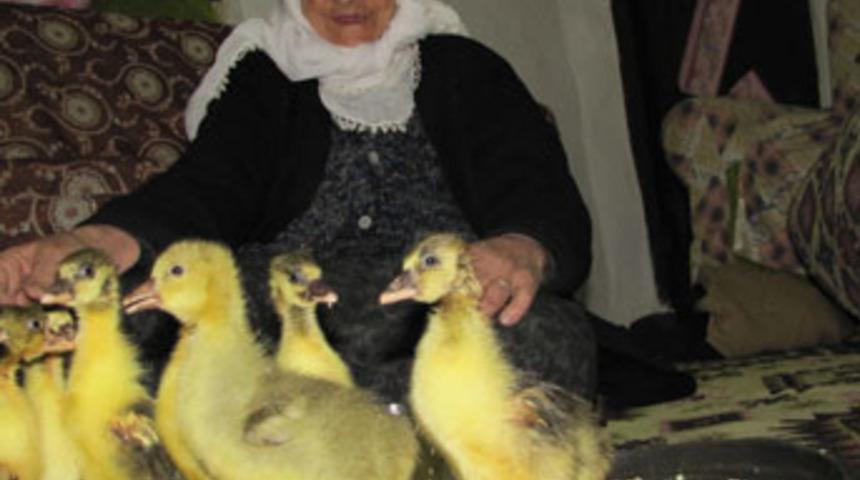 Yavru kazlara özel bakım