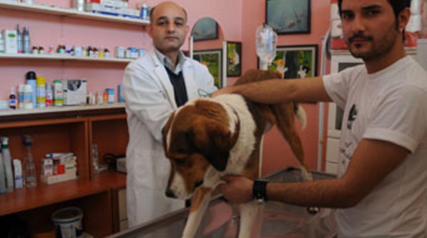 K&ouml;peğin penisinin kesildiği iddiası