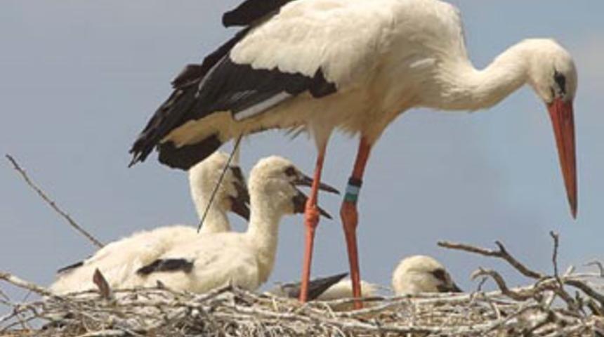 Leylekler yuvasız kalmayacak