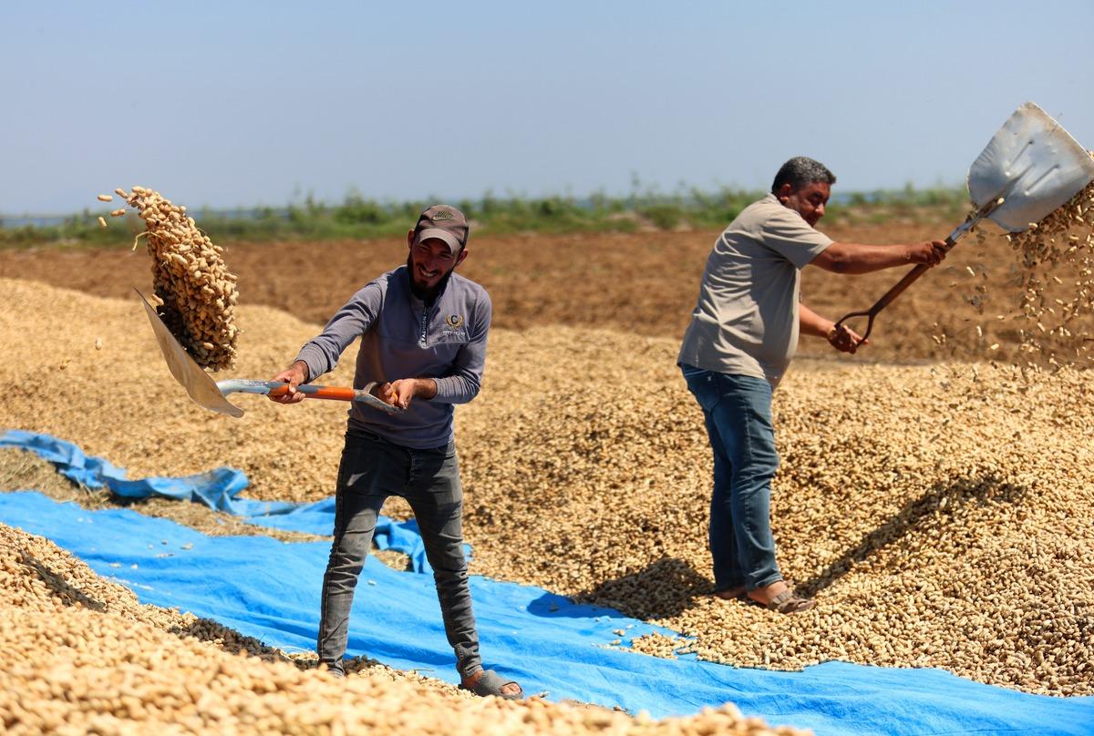 Ge&ccedil;en yıl d&uuml;şm&uuml;şt&uuml;, bu yıl y&uuml;kseldi! Kilosu 90-100 liradan satılıyor 1