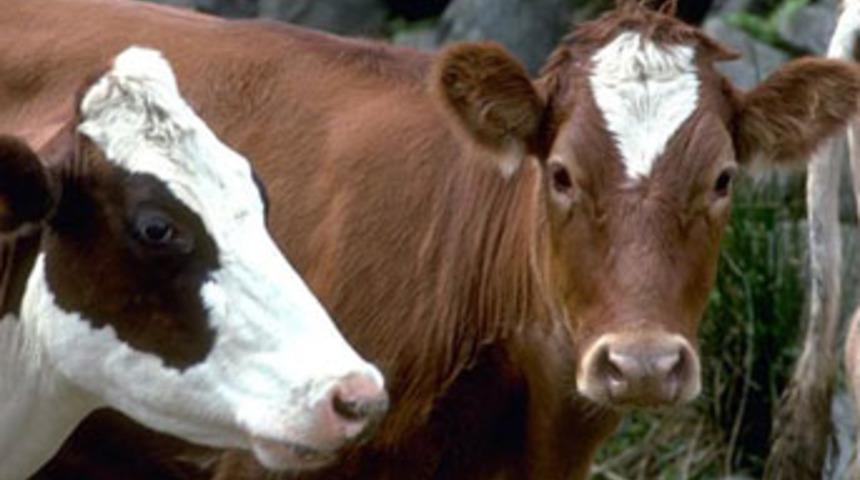 Çorum'da akıl almaz dolandırıcılık