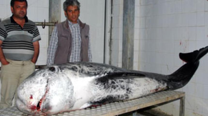 &Ouml;l&uuml; balina karaya vurdu