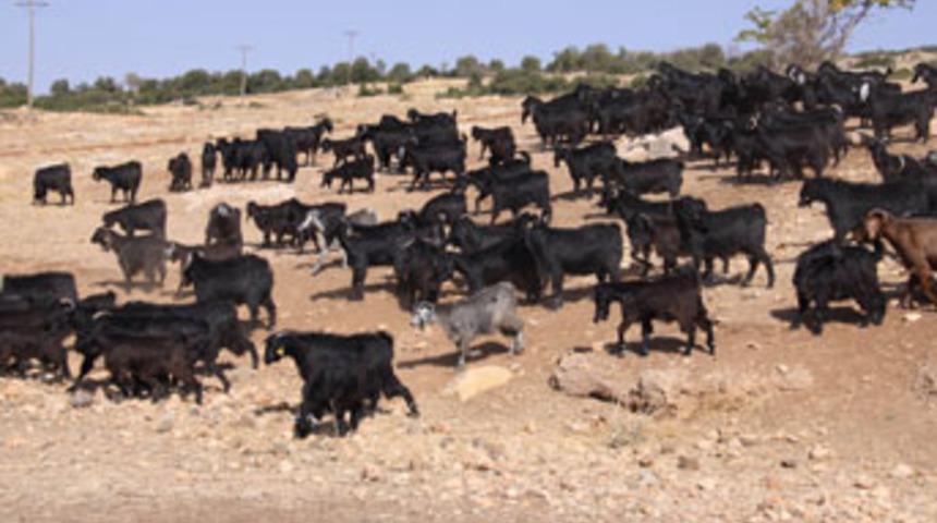 İklim değişikliğine dayanaklı keçiye koruma