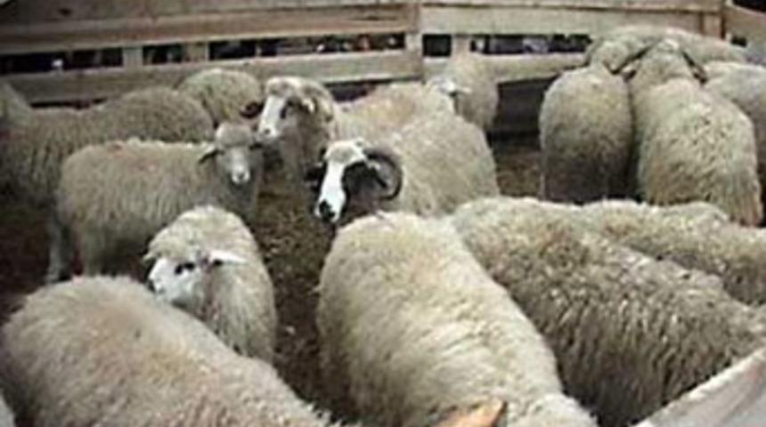 Suriye sınırda hayvan ka&ccedil;ak&ccedil;ılığı