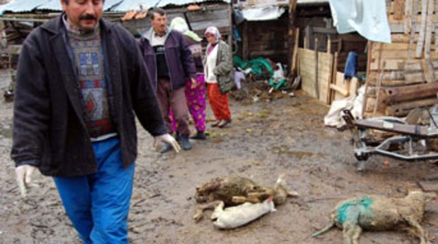 Simav'da vahşi köpekler, ağıla saldırdı