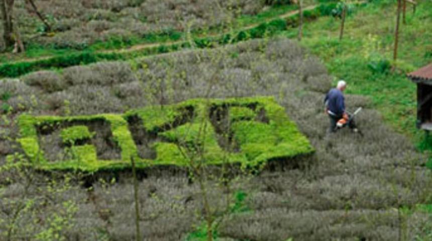 Çay bahçesinde budamla AKP yazdı