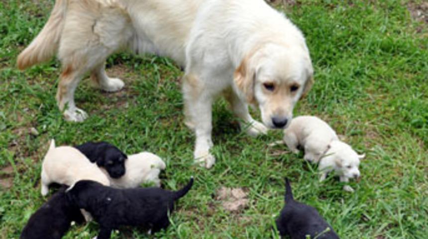 Lady yavrularına kavuştu