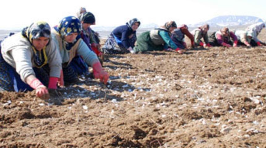 Taşk&ouml;pr&uuml; &ccedil;ift&ccedil;isinin umudu sarımsak