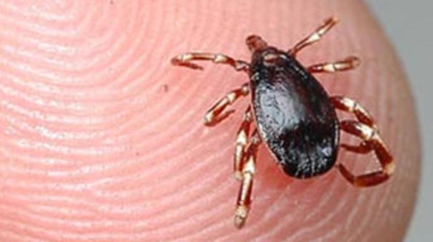 Yaz geldi kene vakaları başladı