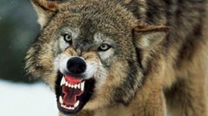 Kurt şehre indi, ineği telef etti