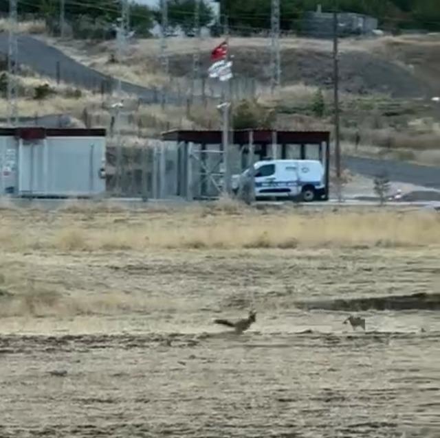 Gercüş’te tilkilerin sevimli kovalamacası kamerada 5