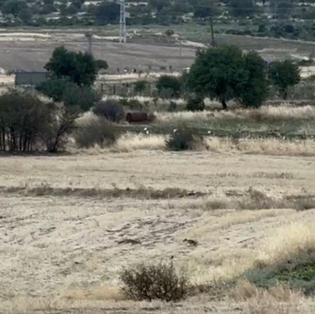 Gercüş’te tilkilerin sevimli kovalamacası kamerada 4