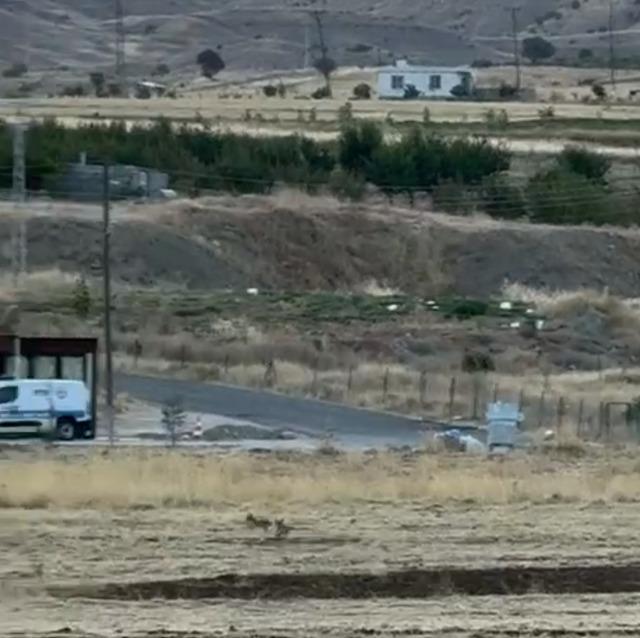 Gercüş’te tilkilerin sevimli kovalamacası kamerada 3