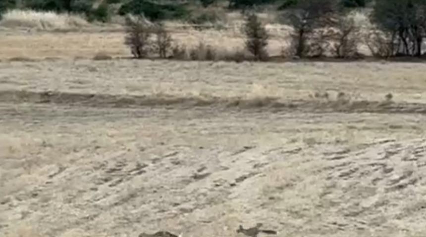 Gerc&uuml;ş&rsquo;te tilkilerin sevimli kovalamacası kamerada