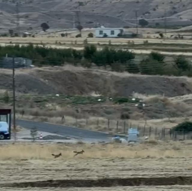 Gercüş’te tilkilerin sevimli kovalamacası kamerada 1