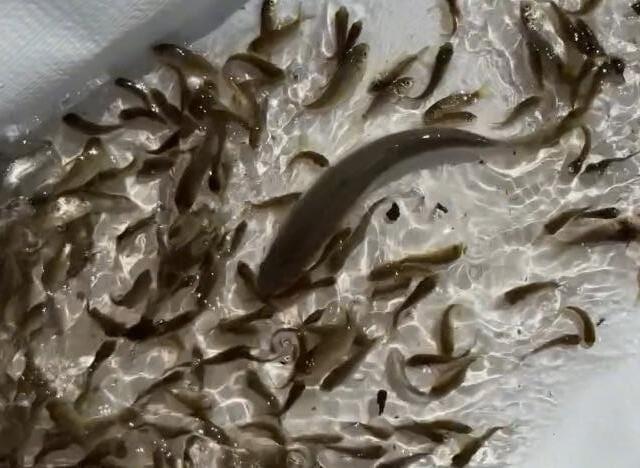 Kilis’teki göletlere 600 bin adet yavru balık bırakıldı 2