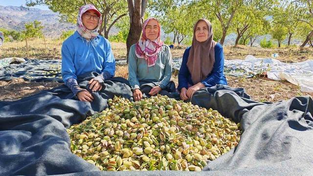Demirci’nin badem bahçelerinde hasat heyecanı 3