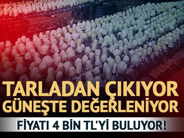 Tarladan &ccedil;ıkıyor, g&uuml;neşte değerleniyor! Fiyatı 4 bin TL'yi buluyor