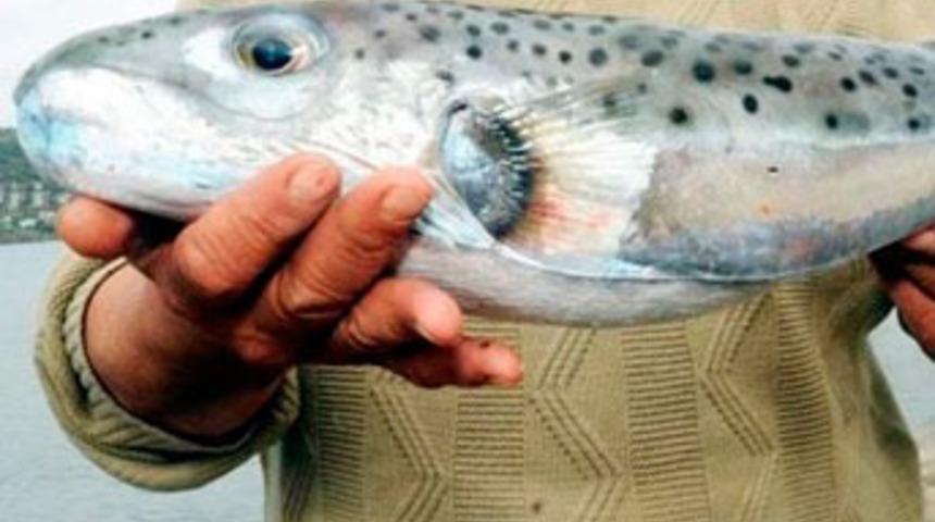 Bu kadar b&uuml;y&uuml;ğ&uuml; hi&ccedil; yakalanmadı