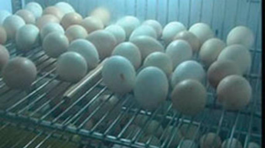 Buzdolabında civciv &uuml;retimi