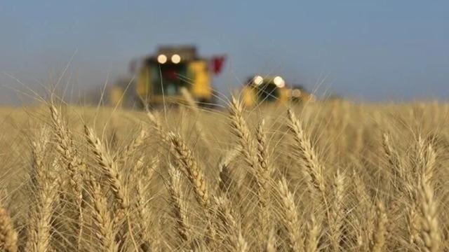 Karadeniz'de jeopolitik risklerin yumuşaması buğday fiyatlarındaki yükselişi frenledi