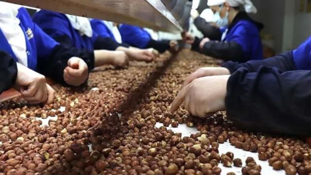 Trabzon'un fındık ihracatı 8 ayda 576 milyon dolara yaklaştı