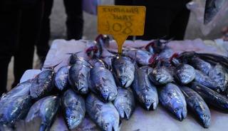 Karadeniz'de palamut patlaması: Tanesi 80 TL