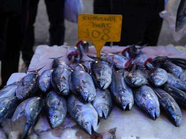 Karadeniz'de palamut patlaması: Tanesi 80 TL