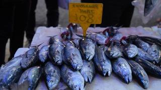 Karadeniz'de palamut patlaması: Tanesi 80 TL