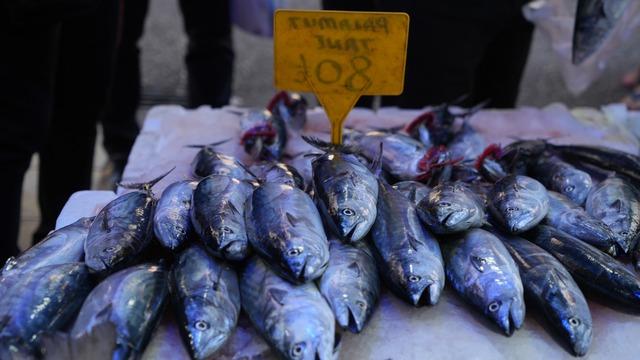 Karadeniz'de palamut patlaması: Tanesi 80 TL
