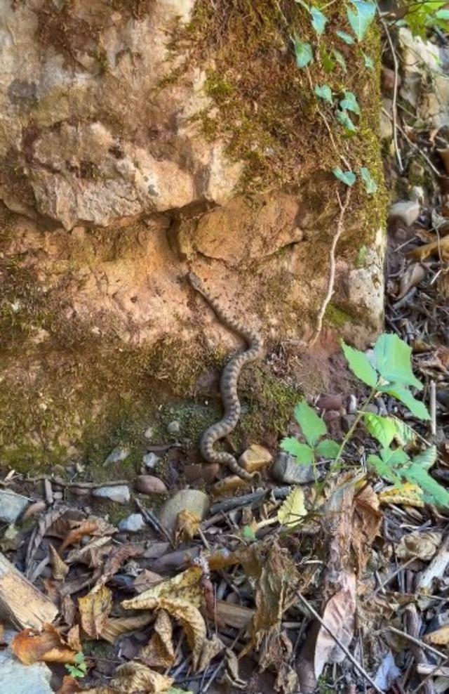 Kastamonu’da boynuzlu engerek yılanı görüldü 2