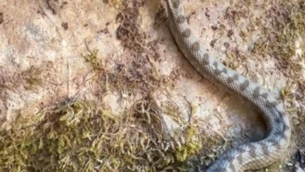 Kastamonu’da boynuzlu engerek yılanı görüldü - Güncel Haberler