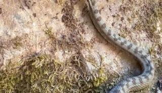 Kastamonu&rsquo;da boynuzlu engerek yılanı g&ouml;r&uuml;ld&uuml;