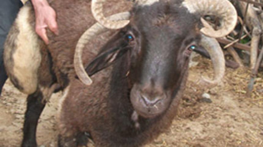 Dört boynuzlu koyun