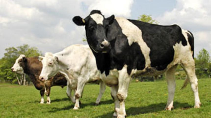 298 bin hayvan şapa  karşı aşılanacak