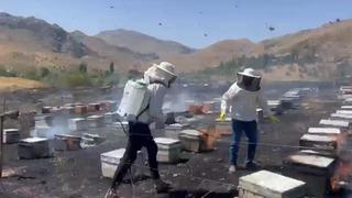 Adıyaman’da otluk alan yangını 200 arı kovanını kül etti