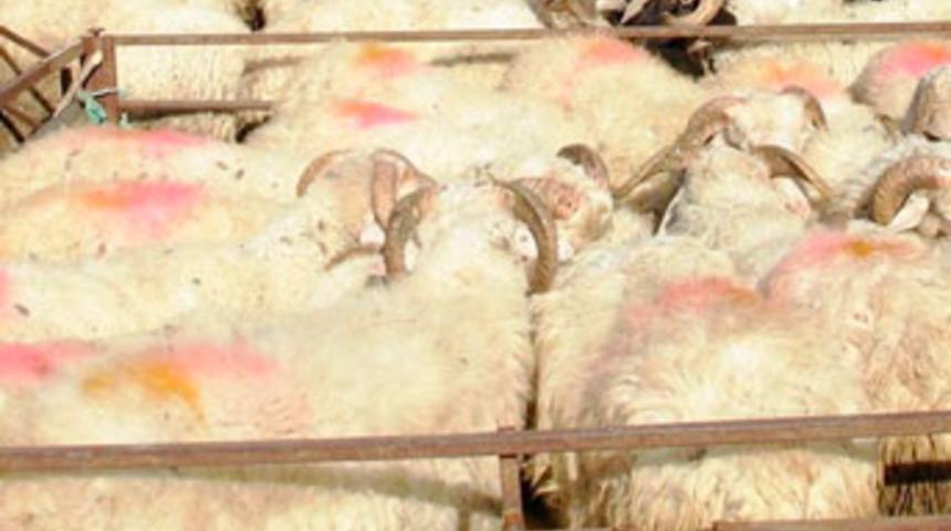 Köpekleri öldürüp koyunları çalmaya kalktılar