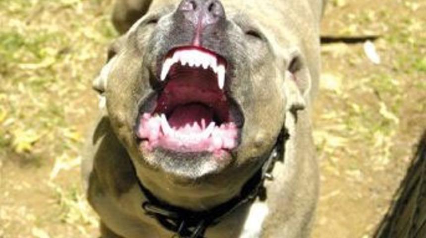 Kendisini ısıran k&ouml;peğin şikayet&ccedil;i oldu