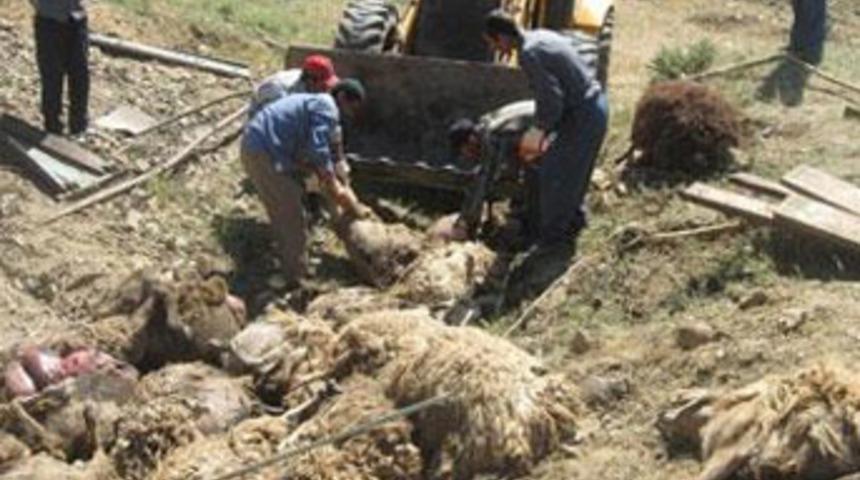 Bing&ouml;l'de hayvan y&uuml;kl&uuml; kamyon devrildi