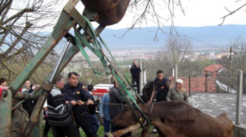 İtfaiyenin inek kurtarma operasyonu