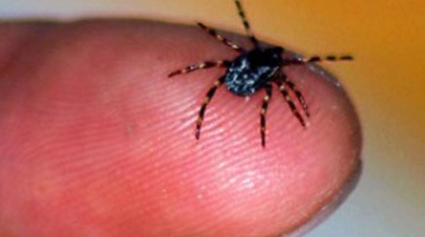 Kene bir can daha aldı