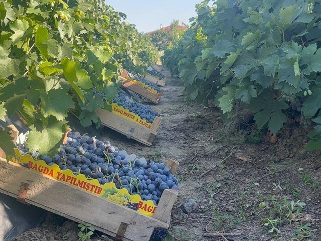 Tam 200 yıldır yetiştiriliyor! Hasadı başladı, kilosu 200 TL&rsquo;den satılıyor