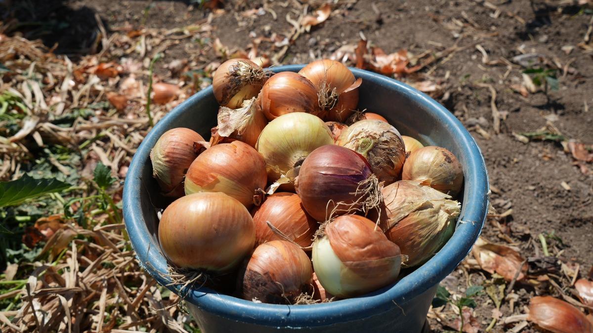 300 kişilik mesai başladı:  5 kişilik ailenin g&uuml;nl&uuml;k geliri 10 bin TL  4