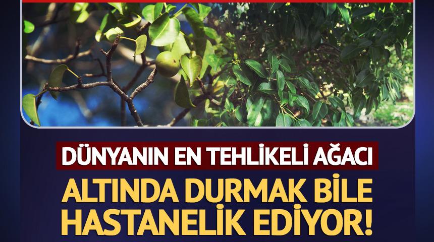 Altında durmak bile hastanelik ediyor! D&uuml;nyanın en tehlikeli ağacı